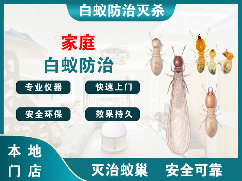 常州家庭白蚁防治
