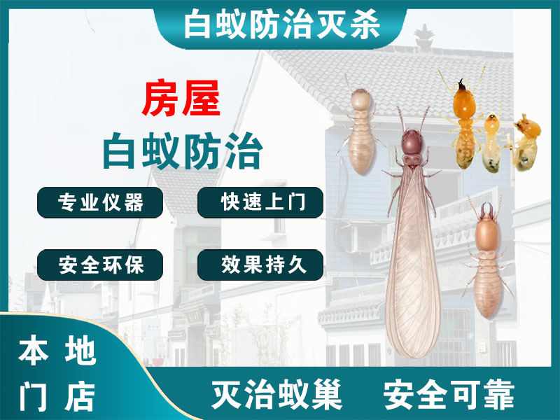 常州房屋白蚁防治